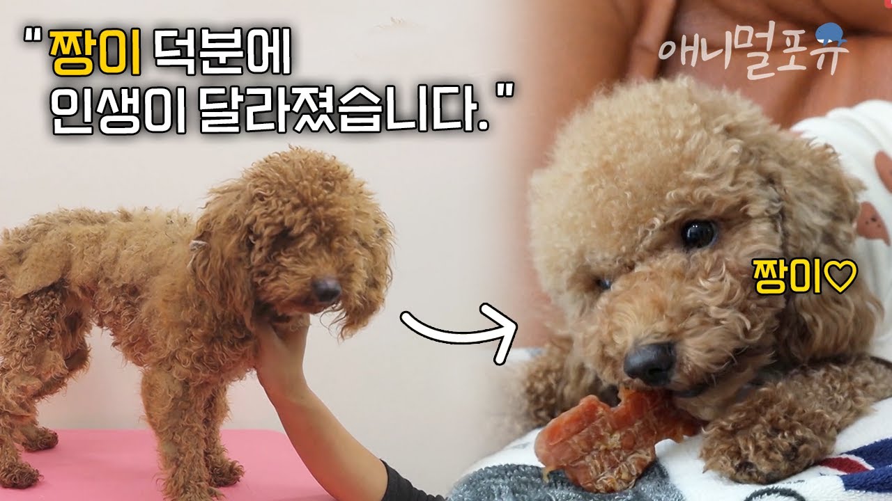 안락사 하루 전 극적으로 구조된 푸들 짱이는 사랑받는 막내딸이 되었다! 🐶❣️| KBS 류수영의 동물티비 2021 방송