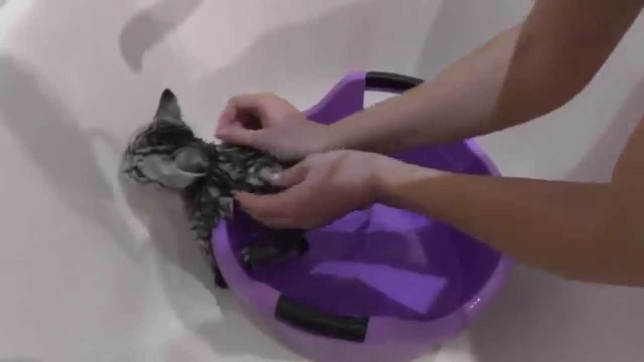 Как помыть котенка