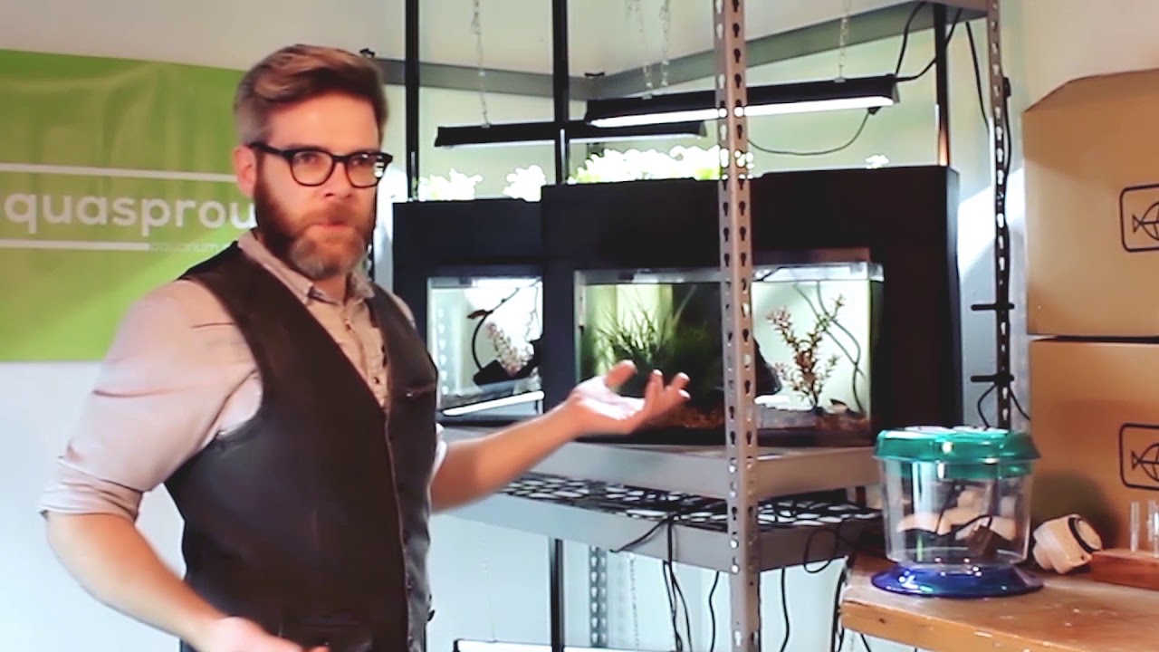 The TRUTH About Small Aquaponic Gardens