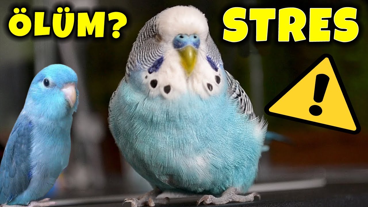 MUHABBET KUŞU NEDEN STRESE GİRER ? STRES ÖLDÜRÜR MÜ ? NEDENİ SİZSİNİZ !