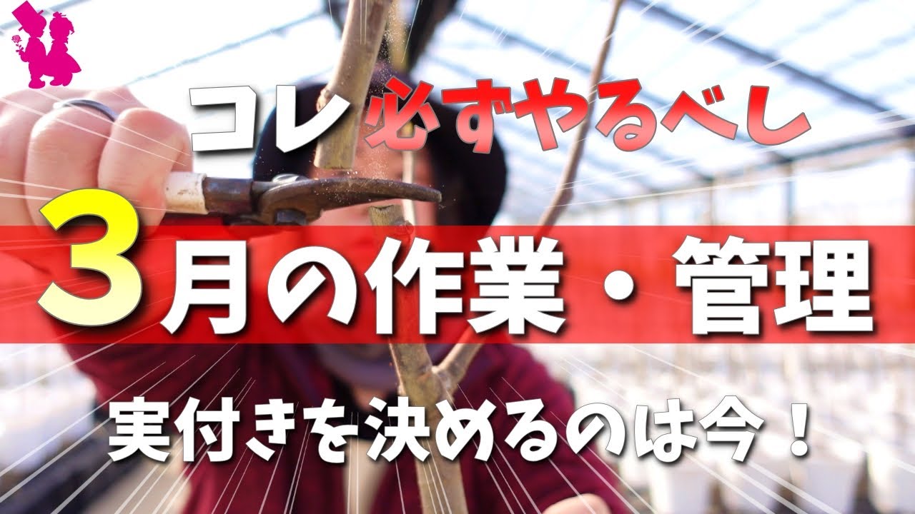【必須】イチジク3月の作業と管理は超重要！これで今年は実を収穫しましょう♪
