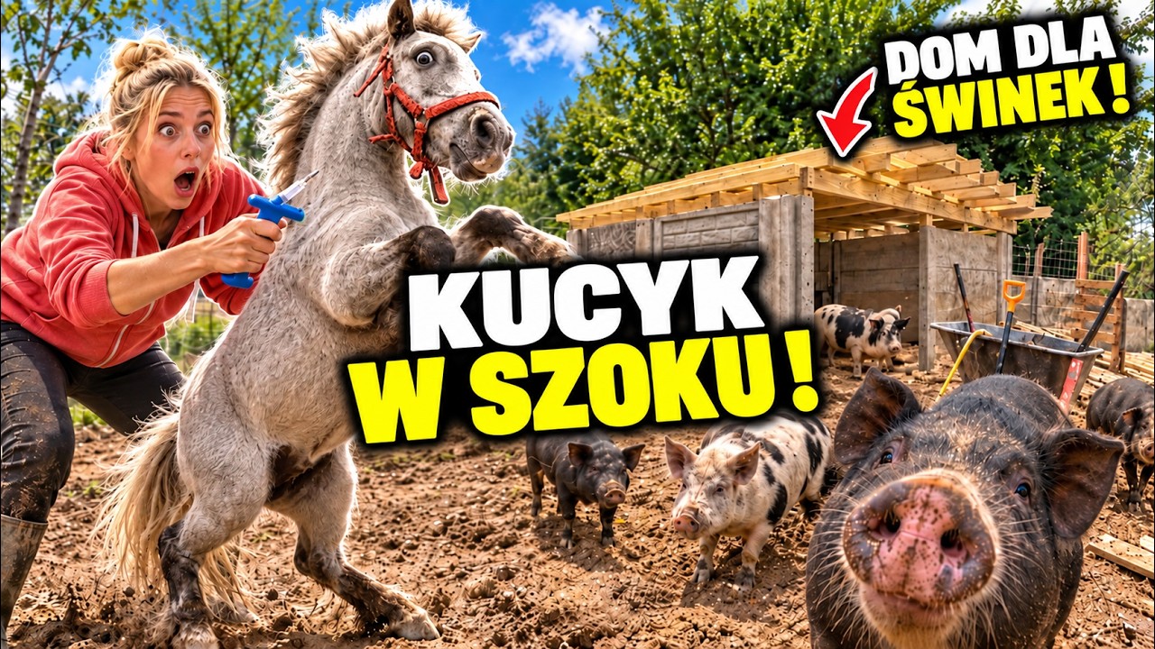 PRZYJECHAŁA ZACZIPOWAĆ KONIA 🐎 + budowa domku dla świń ! MOJE MINI ZOO