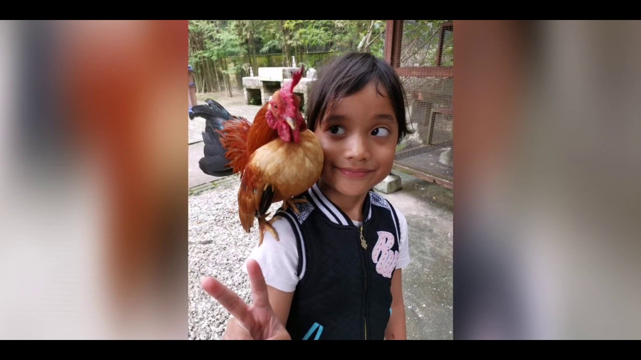 Farm in the city #animalsfarm #serdang #bondingtime