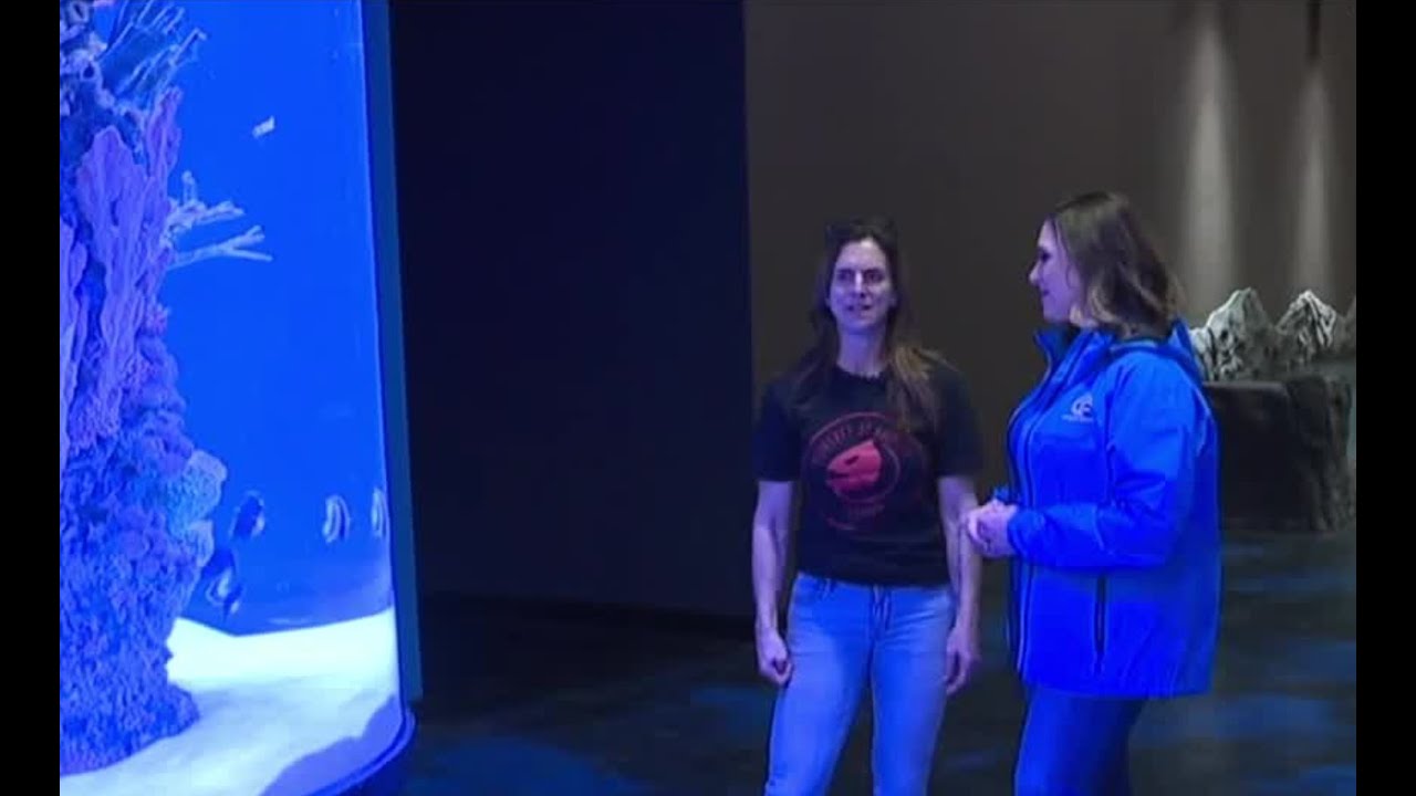 LegaSea Aquarium and Reptarium opens April 21, fulfilling the late Brian Barczyk’s dream