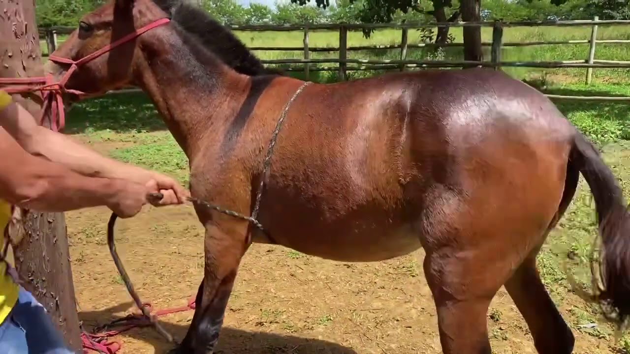 Promotora - mula xucra tirando cócegas