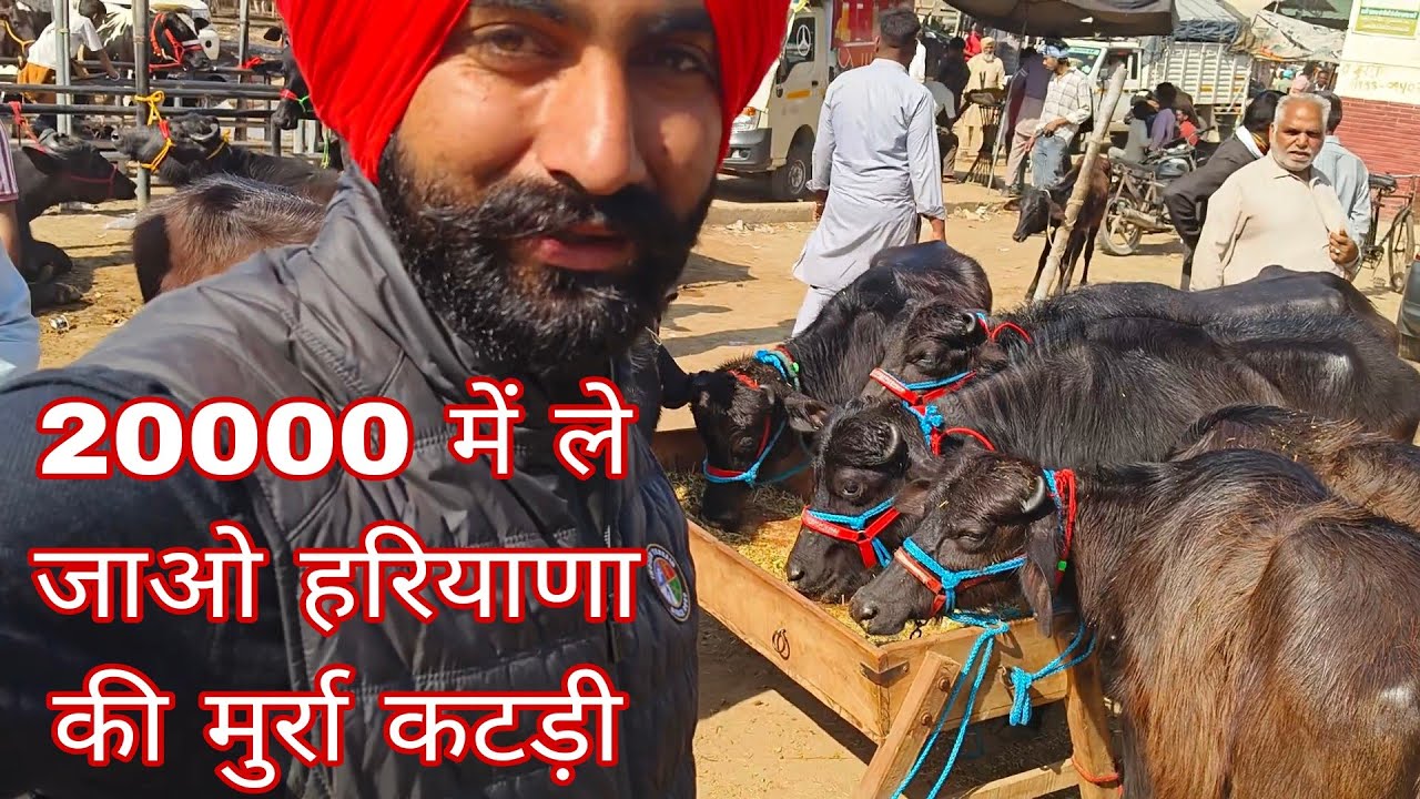 20000 में ले जाओ हरियाणा की मुर्रा कटड़ी pashu Mandi Dabwali Punjab Haryana