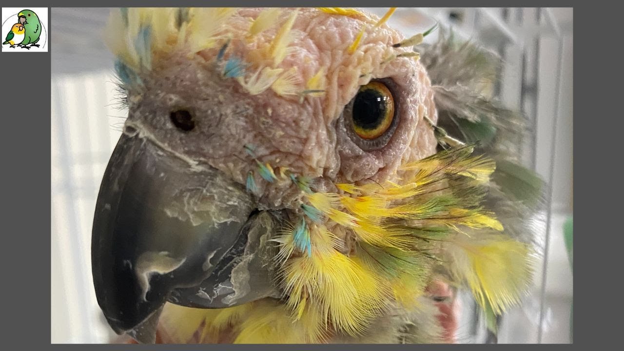 Rescue Amazon Parrot Fighting Life Threatening Cancer
