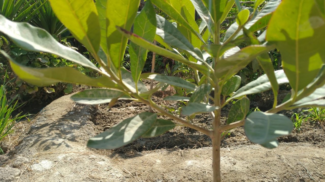 L&uacute;cuma injerto su primer a&ntilde;o de producci&oacute;n