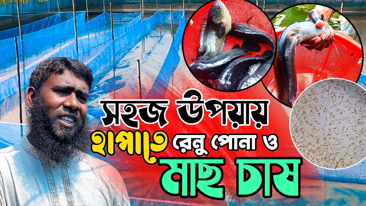 খুব সহজ উপায়ে হাপাতে মাছ এবং ধানী পোনা চাষ ও পরিচর্যা | রেনু চাষ পদ্ধতি | Easy fish farming