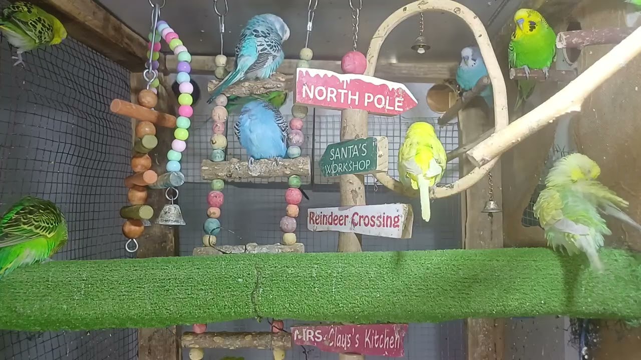 You can never get bored with this parrot 😄