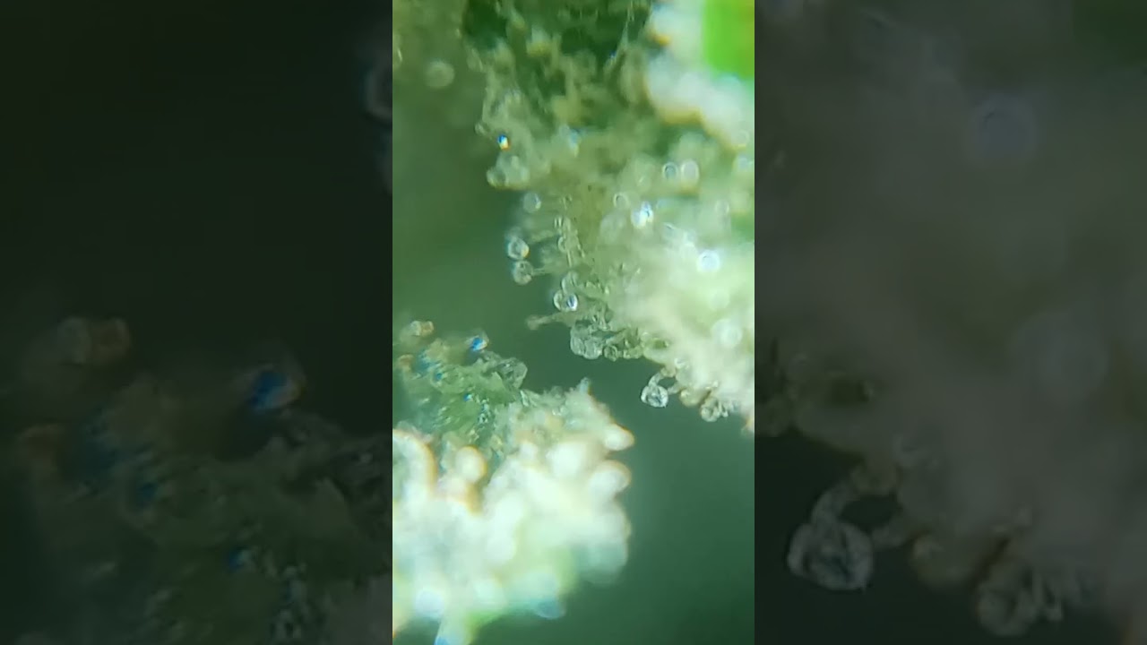 Acapulco gold day 50 still finding clear trichomes #indoorgrowing #za #420 #cannabiseducation