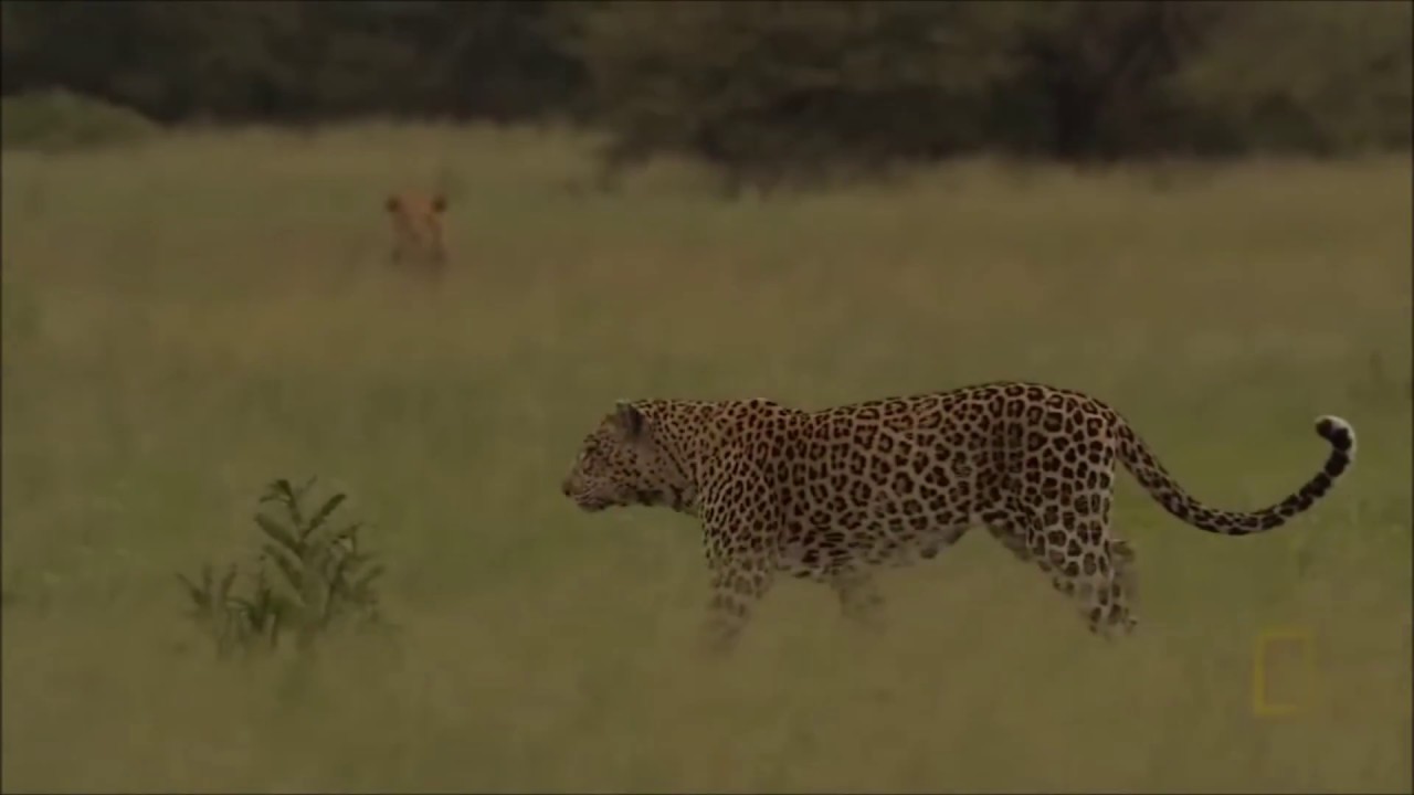 African Leopard Tribute