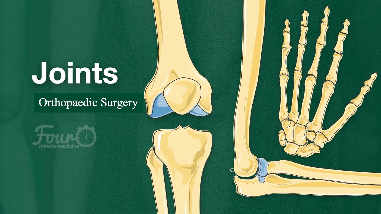 Types of Joints in the Human Body Explained: Fibrous, Cartilaginous & Synovial Joints
