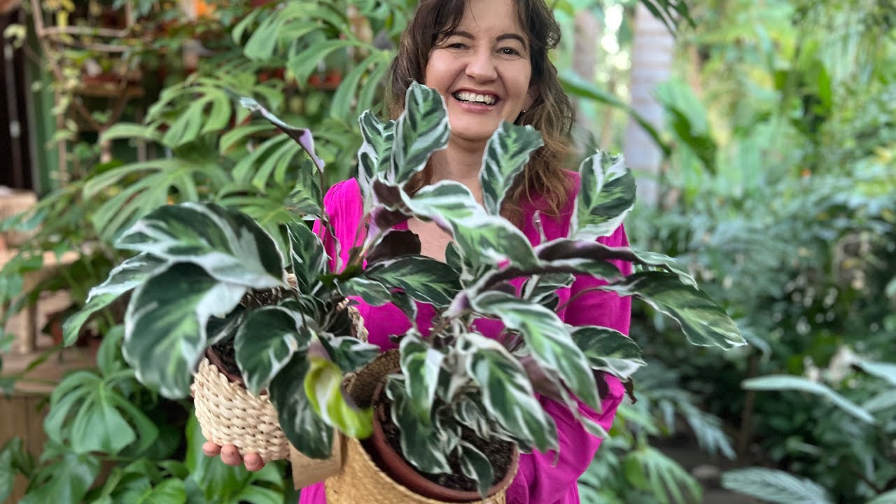 Tudo que  você precisa saber ANTES de comprar MARANTA  WHITE FUSIUN🌸🙏🌱🏡🥰🌼