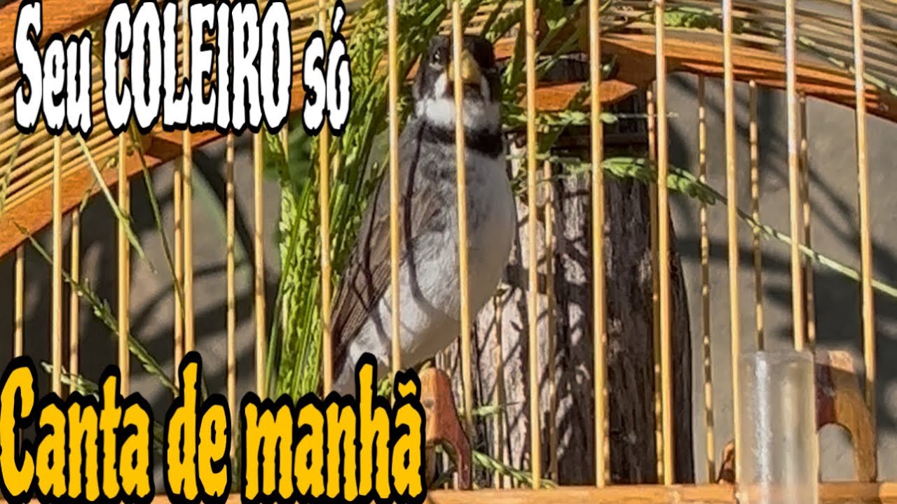 COLEIRO E PAPA CAPIM QUE SÓ CANTA PELA PARTE DA MANHÃ, O QUE FAZER ? VAI CANTAR O DIA TODO @manotom 