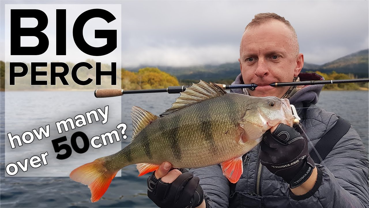 Perch Fishing with Lures in the Lake of Giants