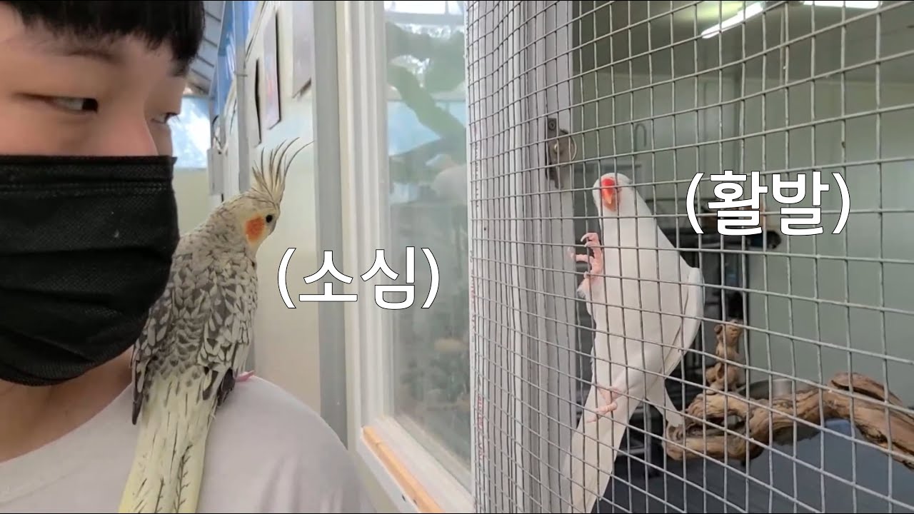 왕관앵무 라온이를 데리고 아가새 농장을 방문해 보았습니다! feat.또치를 기억하며 [진구마TV]