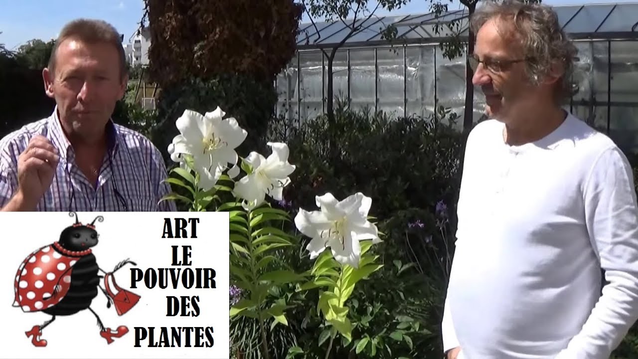chaine de jardin: Astuce. Comment enlever le pollen d'un lys.
