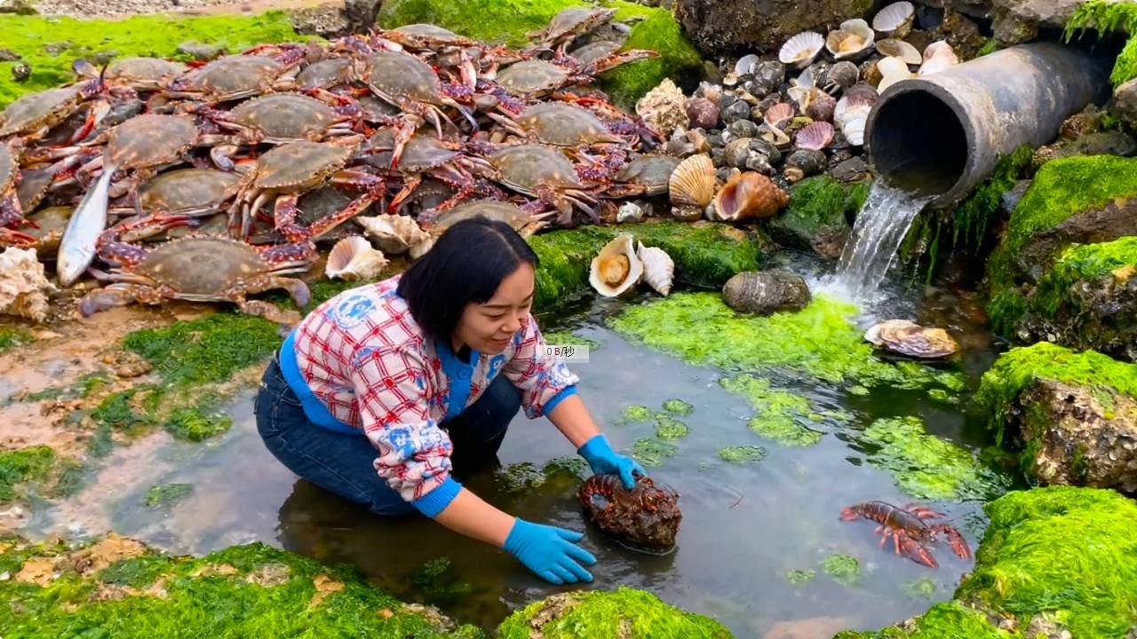 小章赶海捡海螺！椰子那么大的海螺一捡就是五六个呀！真过瘾！【赶海小章官方频道】