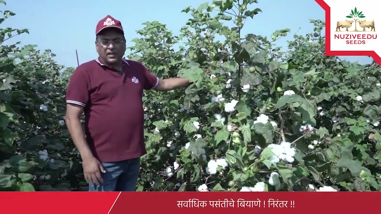 Unveiling NCS- 955 Priya Cotton Seeds: Features and Benefits with CSO Sharad Khurana