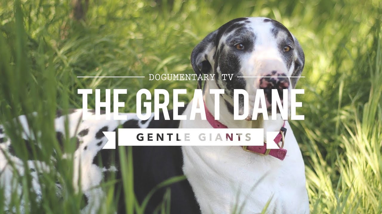 GENTLE GIANT ALERT! The Surprising Truth About Great Danes