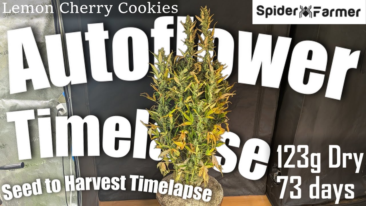 Timelapse -123g Autoflower- Seed to Harvest - Lemon Cherry Cookies Fastbuds - Spiderfarmer SF4000