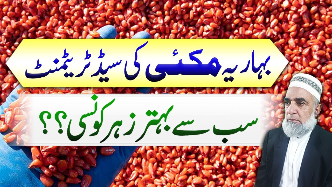 Best Seed Treatment Products for Spring Maize || Crop Reformer