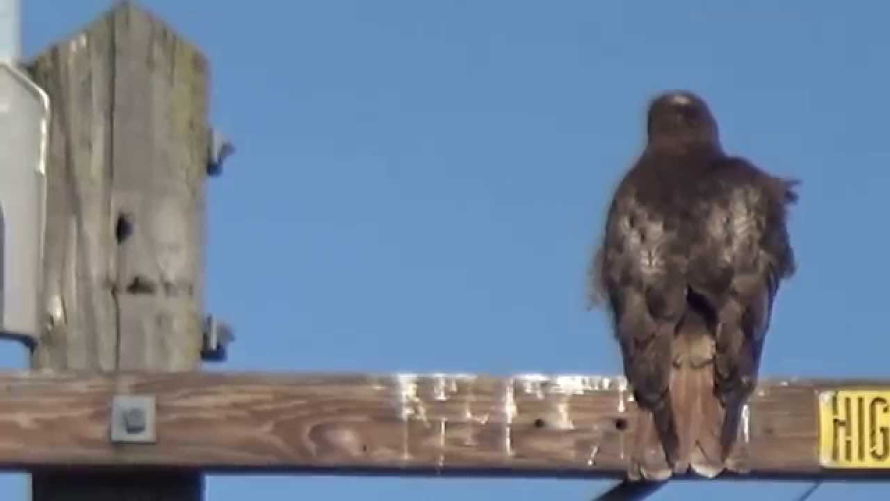 Red-Tailed Hawk Preening