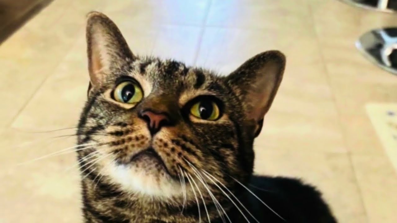 My Name is MoMo!