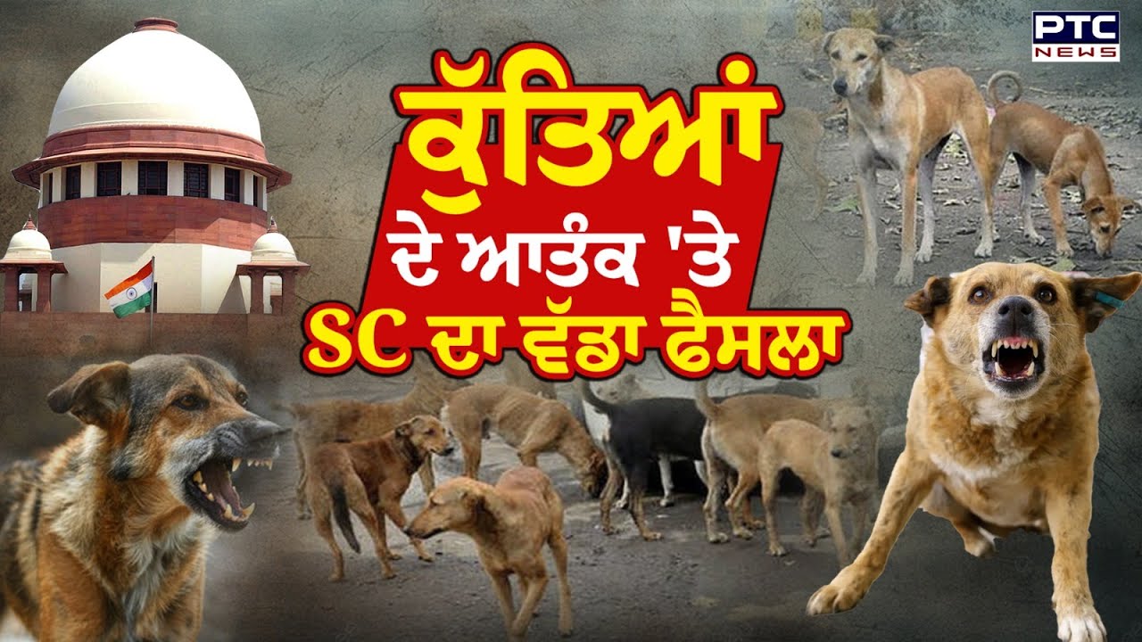 BREAKING NEWS: ਅਵਾਰਾ ਕੁੱਤਿਆਂ ਦੇ ਆਤੰਕ 'ਤੇ Supreme Court ਦਾ ਬਹੁਤ ਵੱਡਾ ਫੈਸਲਾ | Stray dogs News
