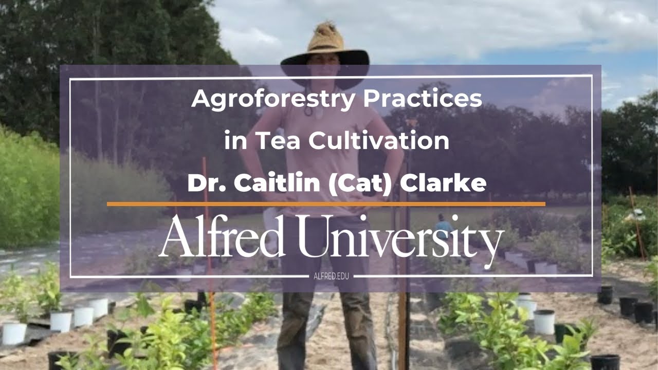 Agroforestry Practices in Tea Cultivation with Dr. Caitlin (Cat) Clarke