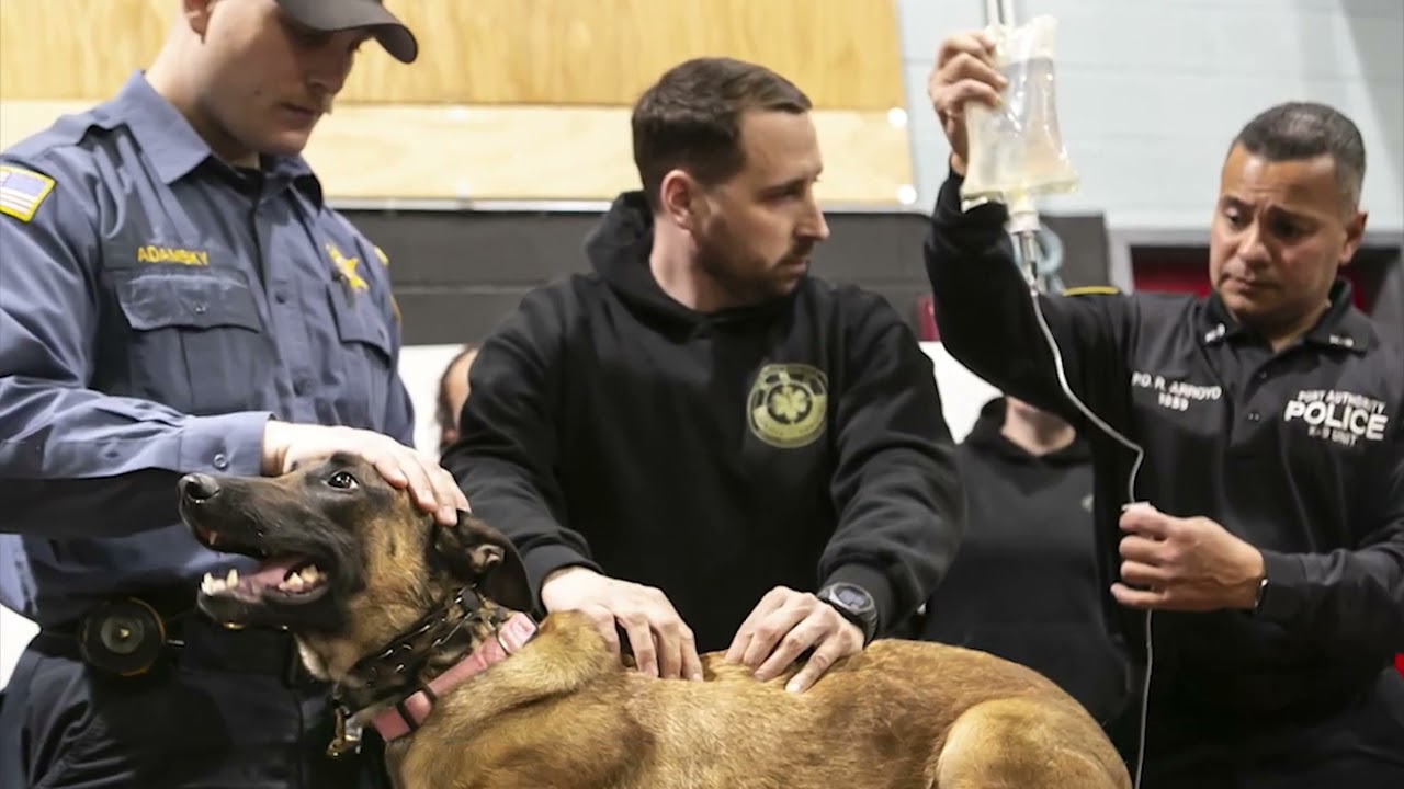 Morris County Hosts Training on K9 Lifesaving Techniques