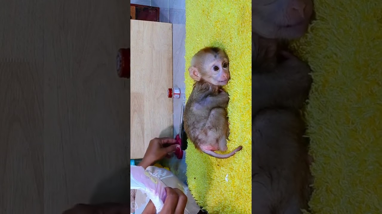 Lovely Baby Monkey Rojo sleeping after Take Bath