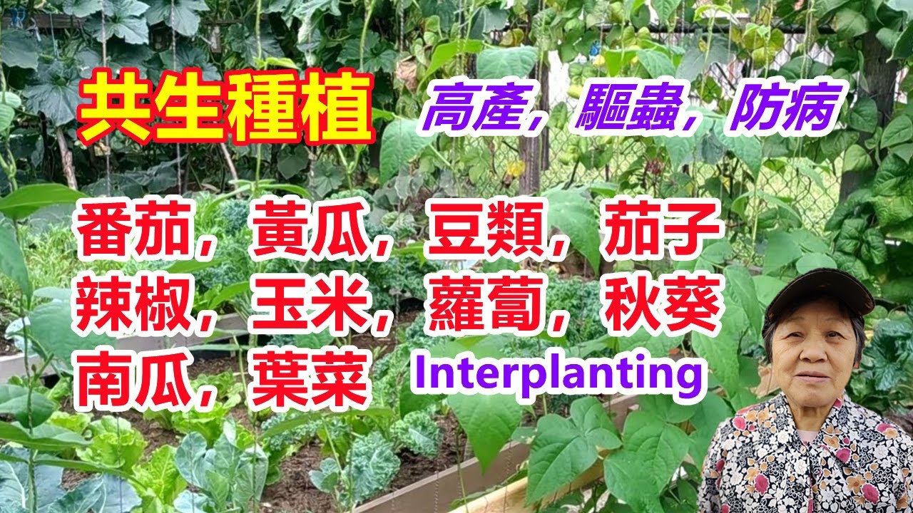 【共生種植】常見的10種蔬菜找對了同伴種植，產量高，蟲害少 | 番茄，黃瓜，豆類，茄子，辣椒，玉米，蘿蔔，秋葵，南瓜，葉菜 interplanting