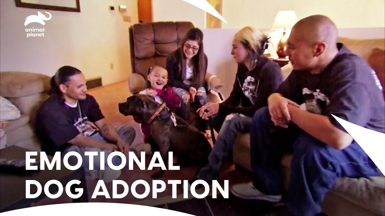 Боец боевых искусств расчувствовался, узнав, что собака была усыновлена ​​| Pit Bulls & Parolees ...