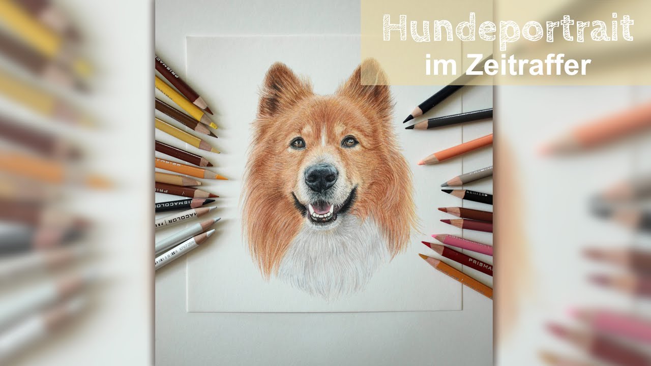 Time Lapse Hundeportrait l 4 Stunden in 2 Minuten l Buntstiftzeichnung im Zeitraffer