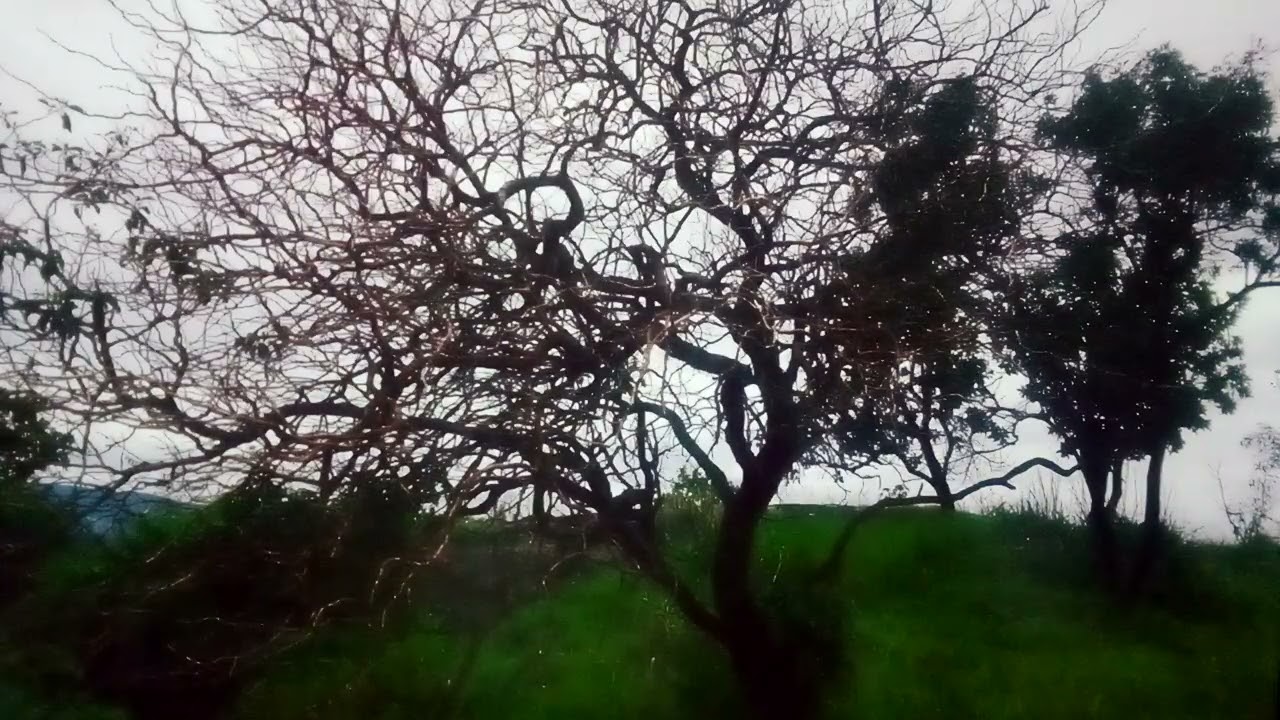 Distração cuidado 