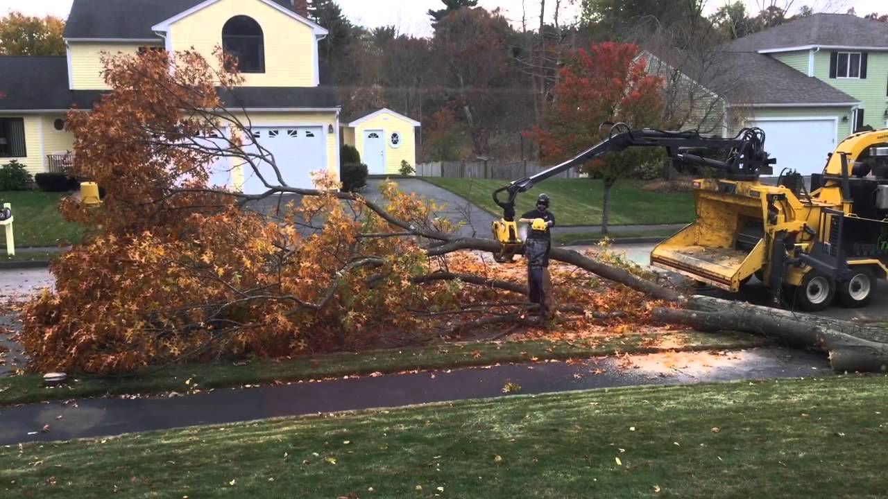 Tree Removal
