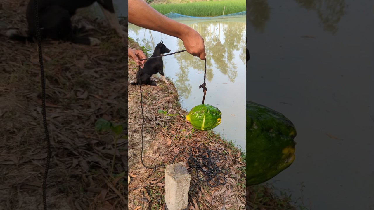 Tempting Bait Fishing, with Pumpkin in river#fishing