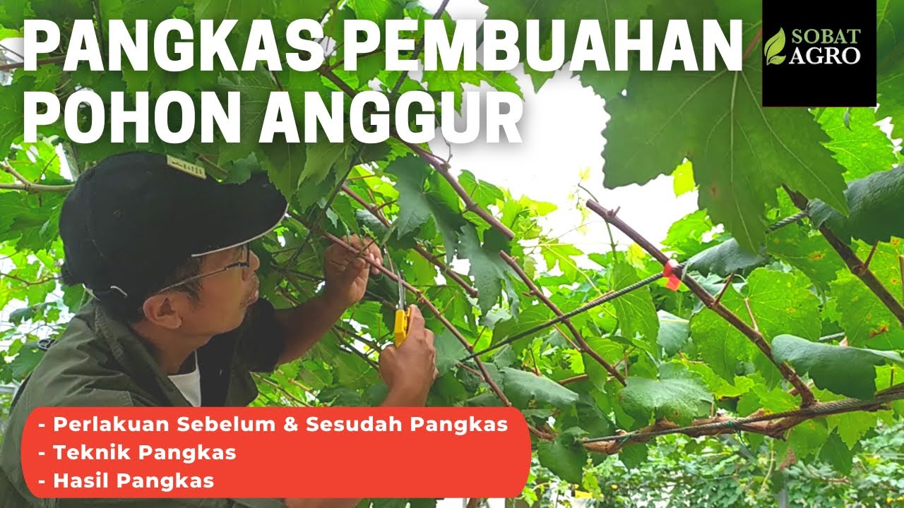 Cara Pangkas Pembuahan Anggur (Persiapan, Teknik, Hasil) - How to Prune a Grape/Vine