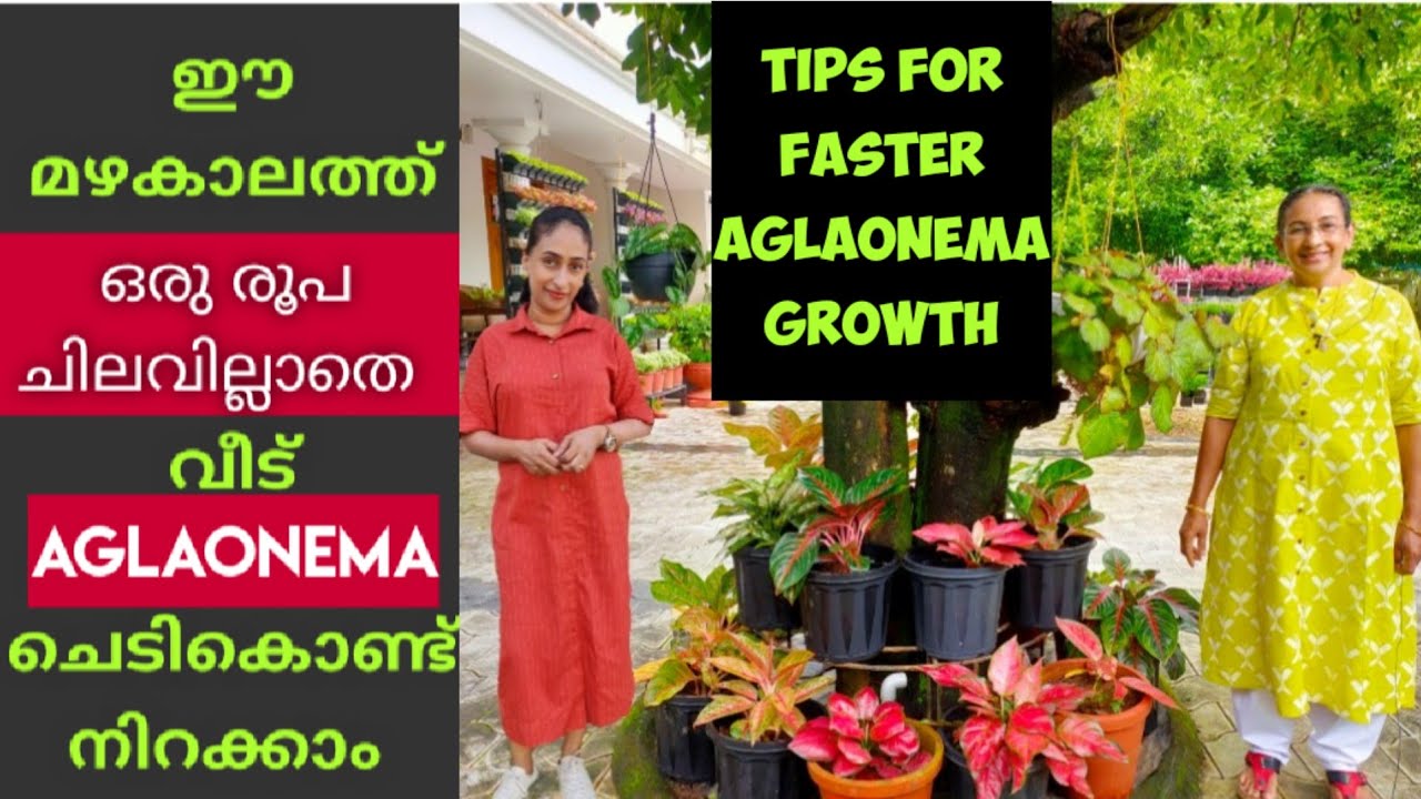 AGLAONEMA PLANT CARE FOR FASTER GROWTH & MORE BABY PLANTS IN RAINY SEASON|EASY AGLAONEMA PROPAGATION