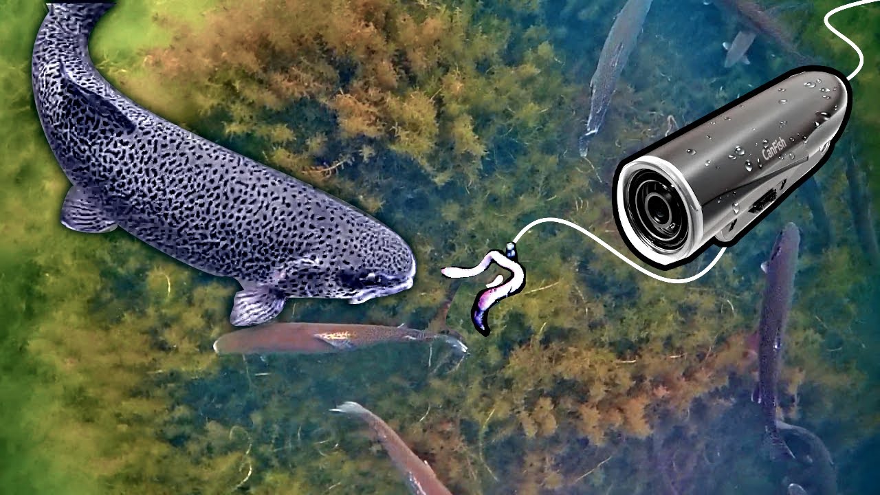 Underwater Fishing Camera Review - Canfish Fishing Cam X 