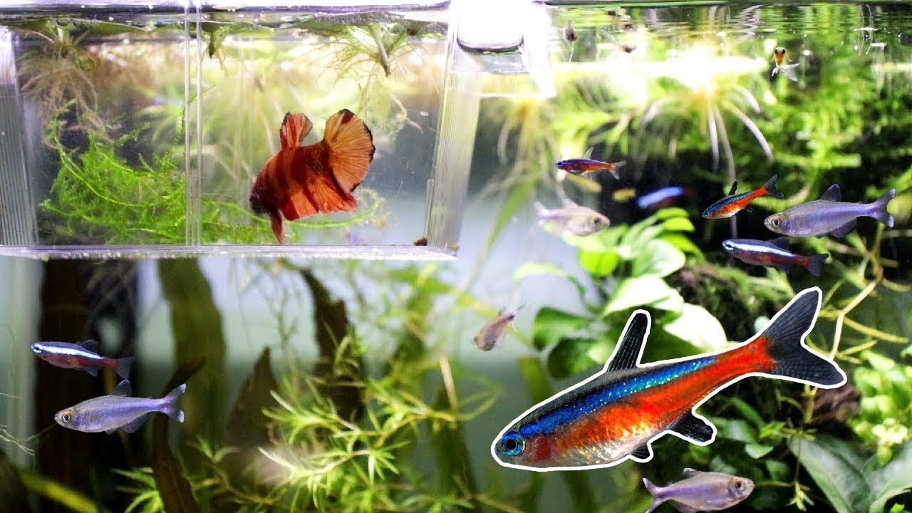 Общий аквариум для рыбок Betta | Добавление НОВЫХ тетра!