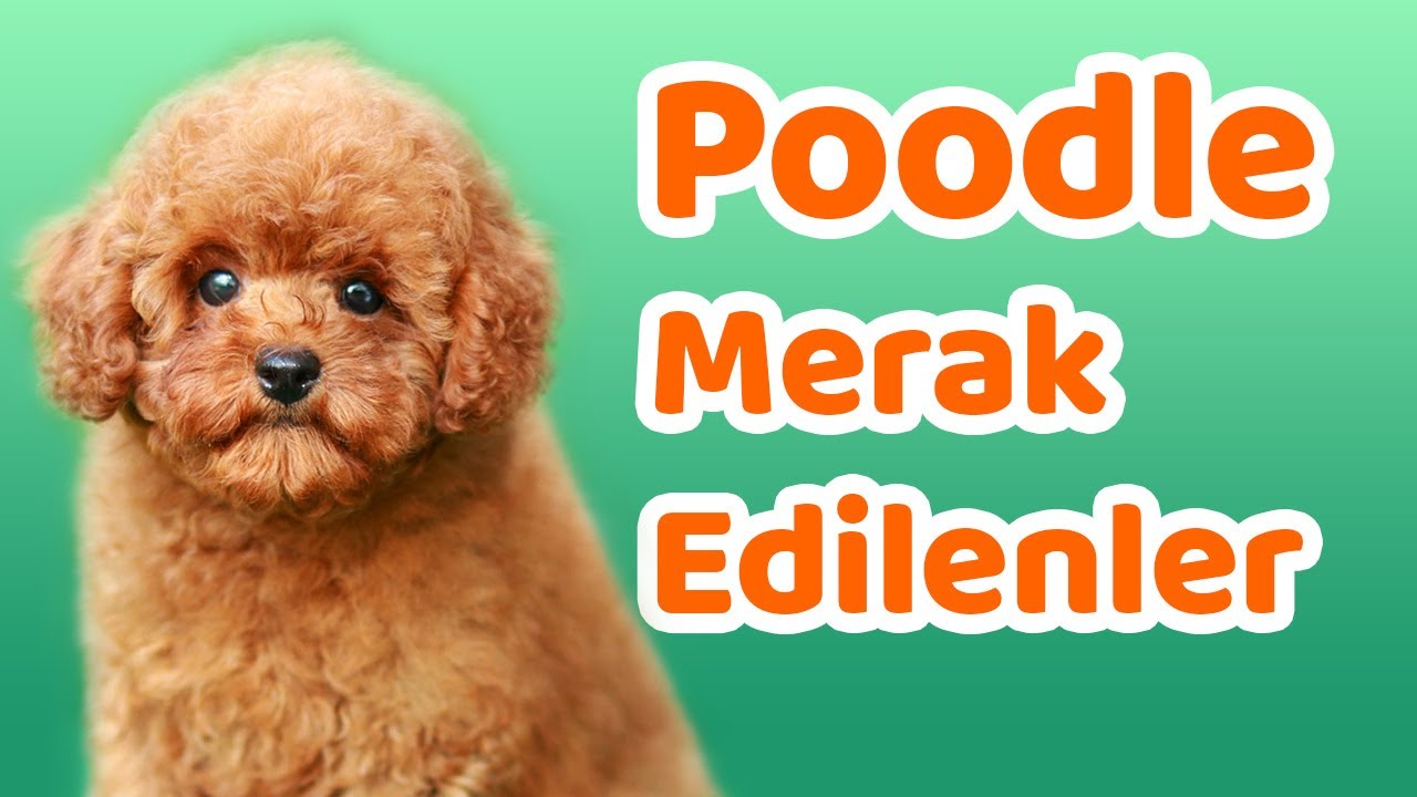 Poodle Karakteri, Eğitilebilirlik, Boy Standartları, Yaşam Koşulları, Renk ve Yüz Yapısı