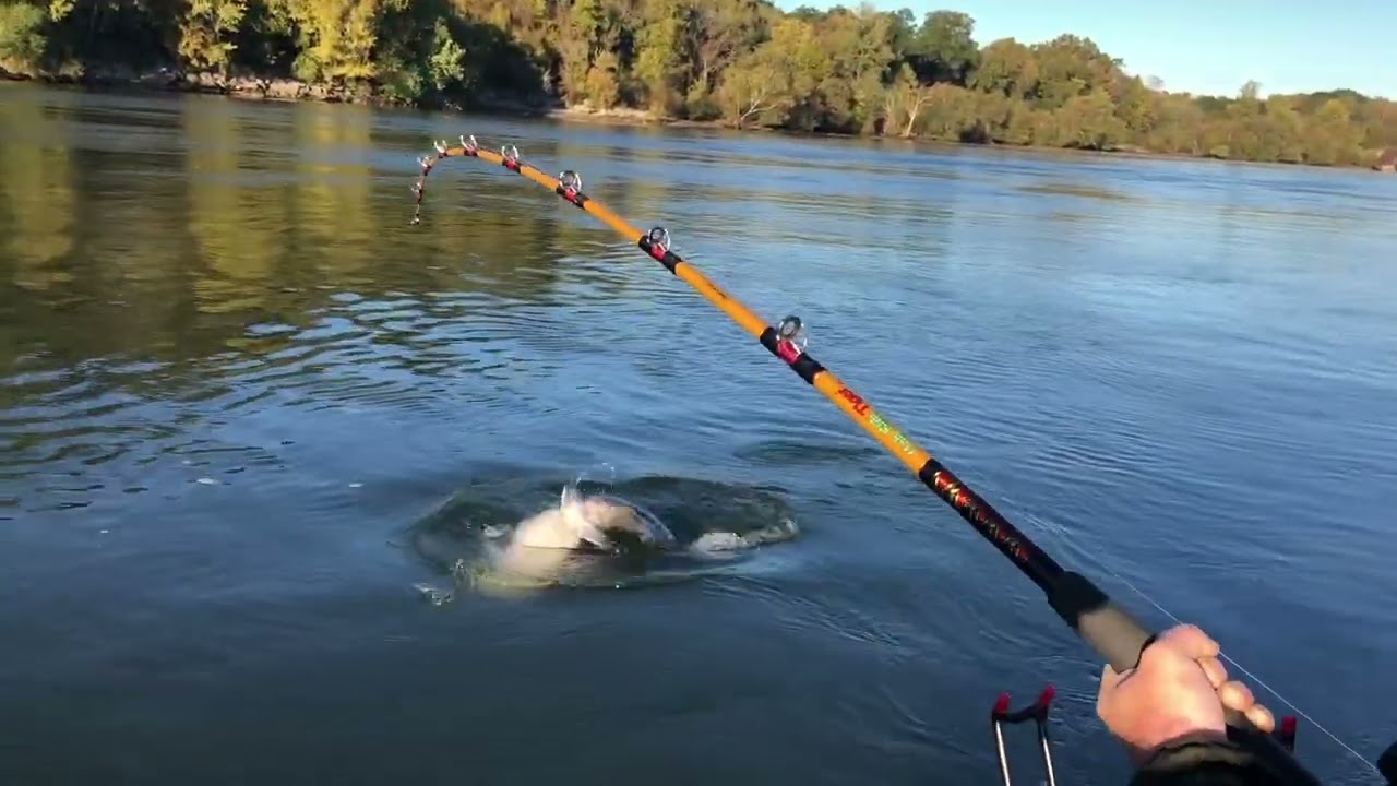 Tennessee River Giant Catfish
