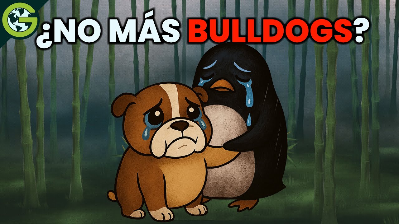 ¿Deberíamos dejar de CRIAR al BULLDOG Inglés? 🐶