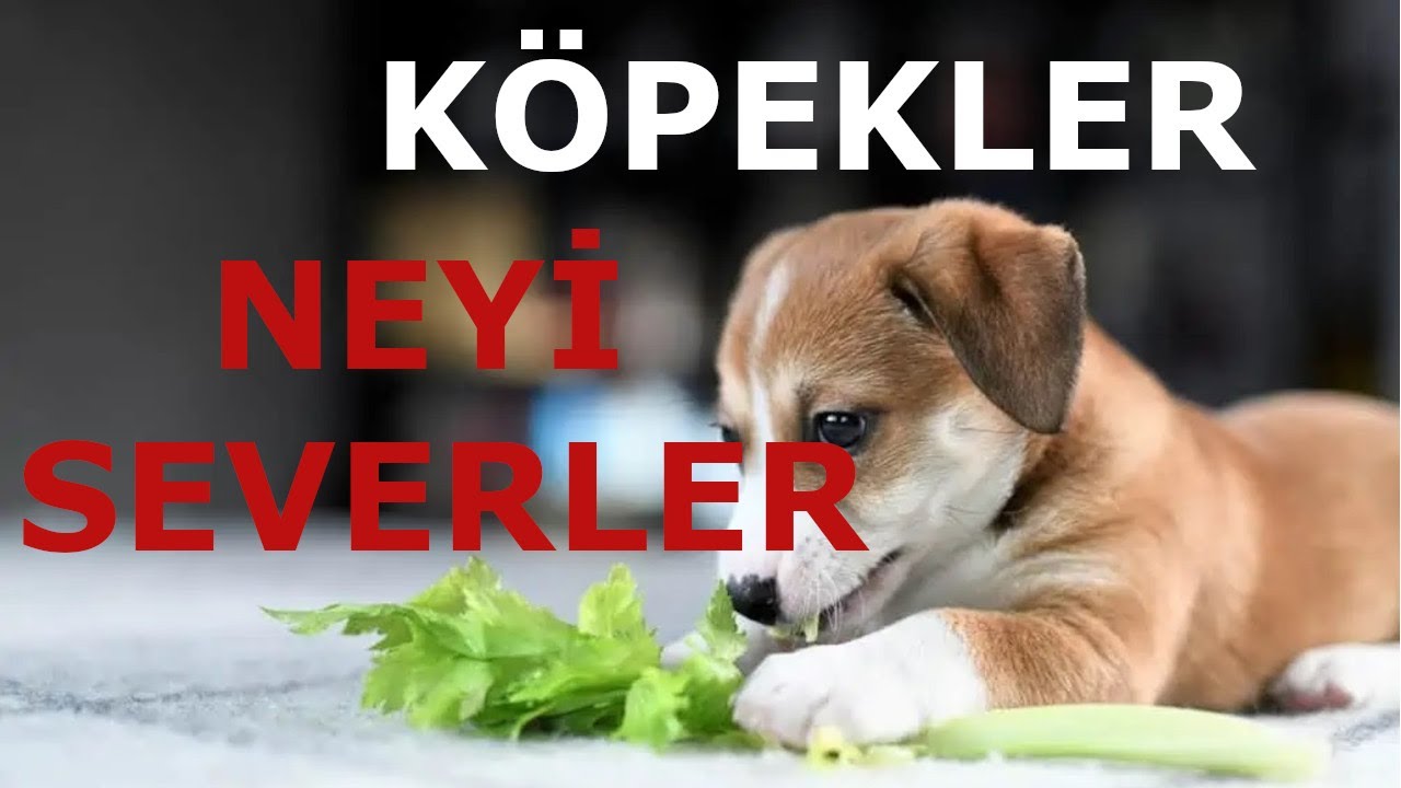 K&Ouml;PEKLER NEYİ SEVER&hellip;