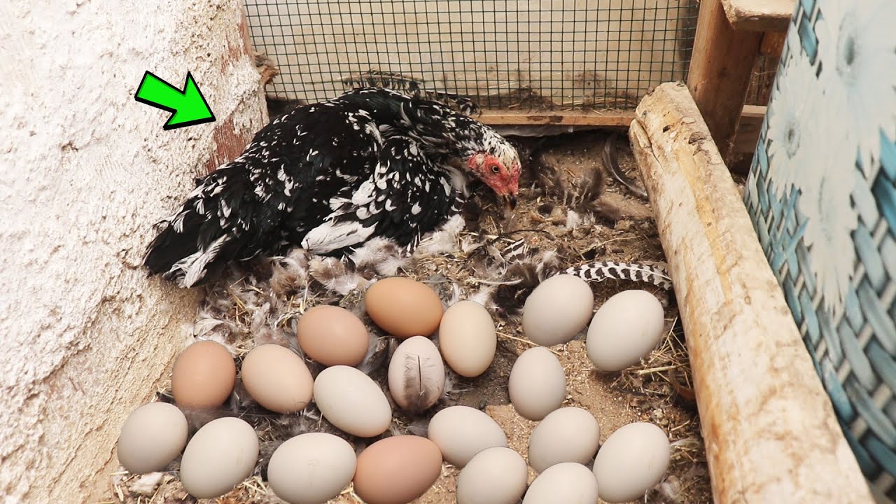 5 Günlük Gizli Zulayı Patlattık ! Asil Tavuğunu Yumurtalara Yatarken Yakaladık !