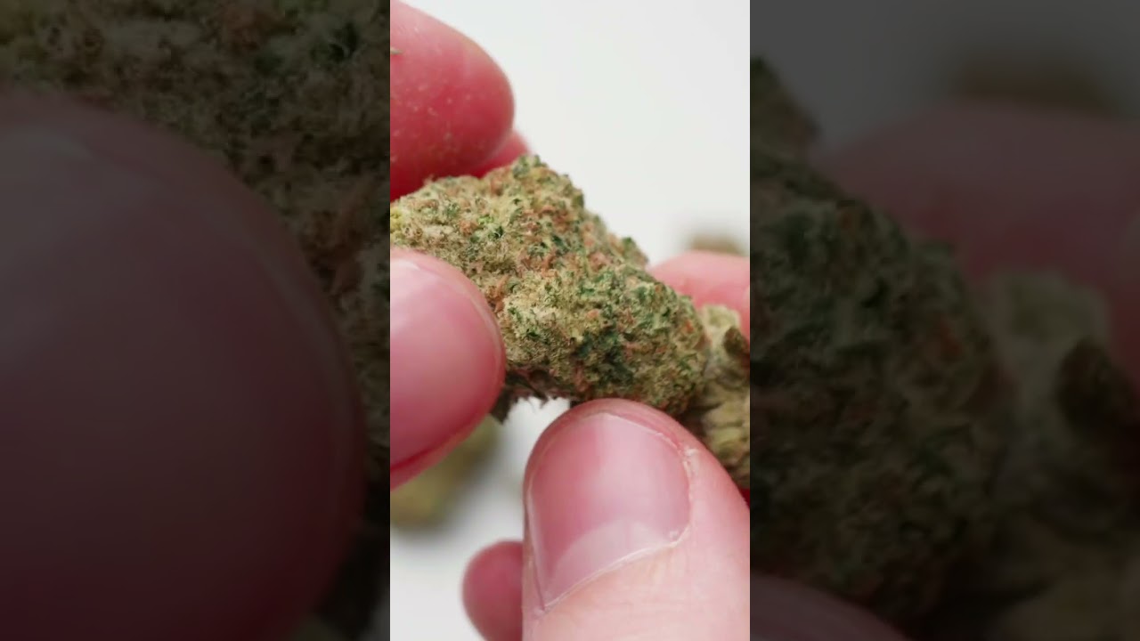 Blueberry Haze (Avaay 18/1) - Medical Cannabis Strains #shorts 2