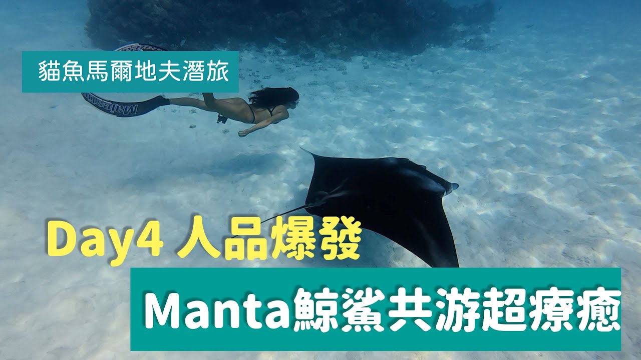 馬爾地夫自由潛水 與野生Manta 鯨鯊共游啦～